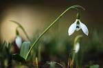 Sněženka podsněžník (Galanthus nivalis), na břehu Mlýnského potoka. Celá rostlina a cibulka zvláště obsahuje mnohé alkaloidy jako např. galanthamin, lycorin či tazetin. Právě zmíněný galanthamin se užívá k léčbě lehčí až střední demence při Alzheimerově c