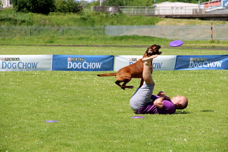 To nejlepší z Dogfrisbee jde o víkendu k vidění v Olomouci