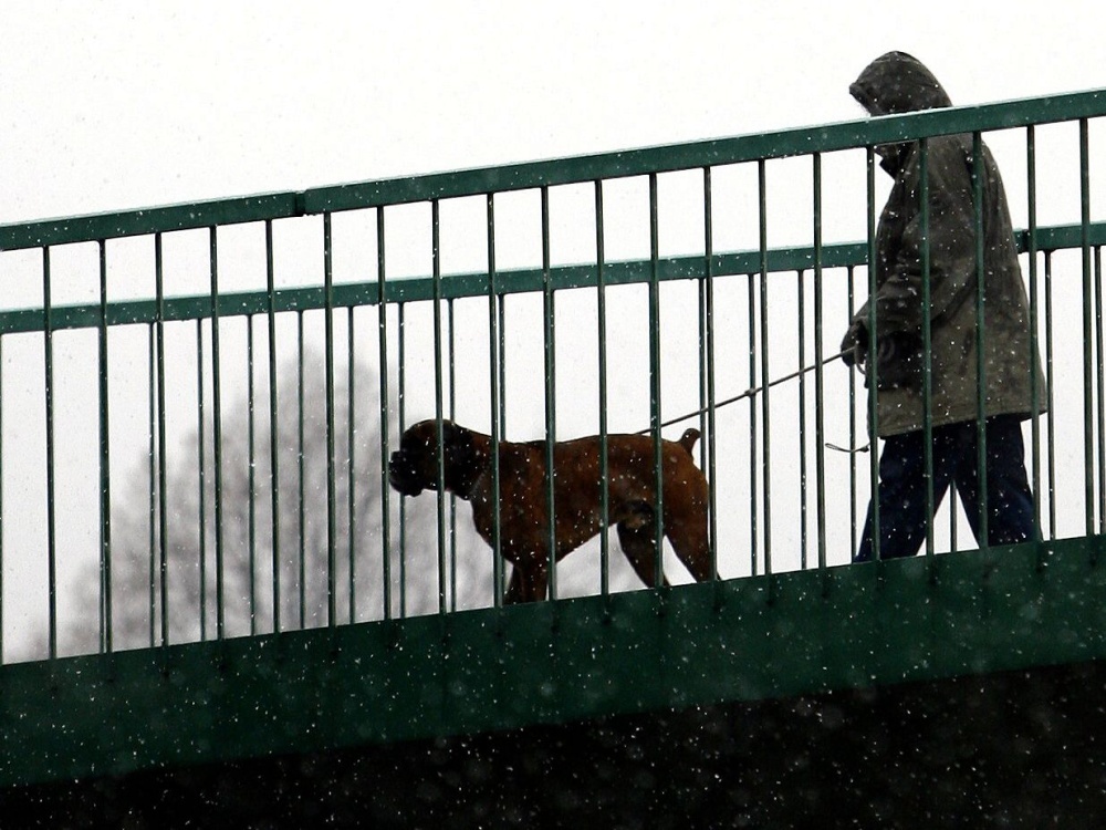 Vyhláška zakazuje pobíhání psů, vyhrazuje místa pro jejich volný pohyb -  Pražský deník
