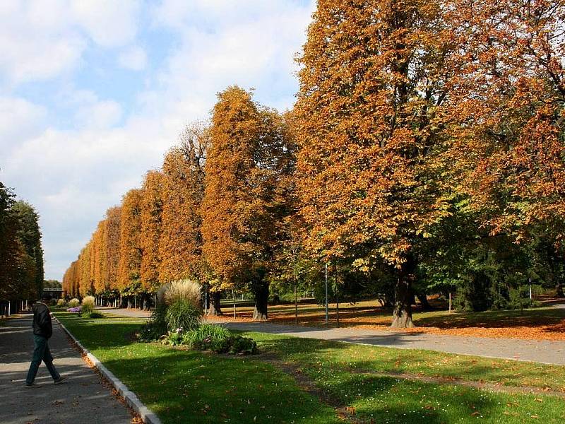 Rudolfova alej v neděli 4. října, v pondělí se začne kácet