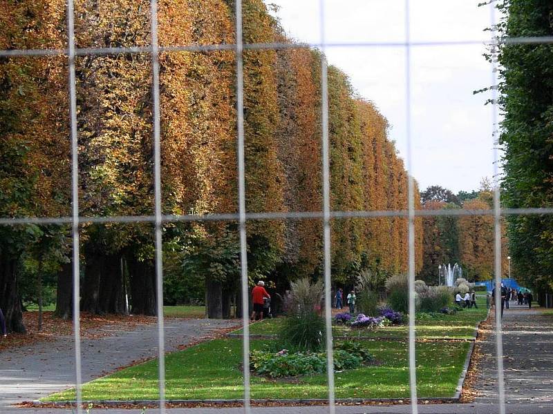 Rudolfova alej v neděli 4. října, v pondělí se začne kácet