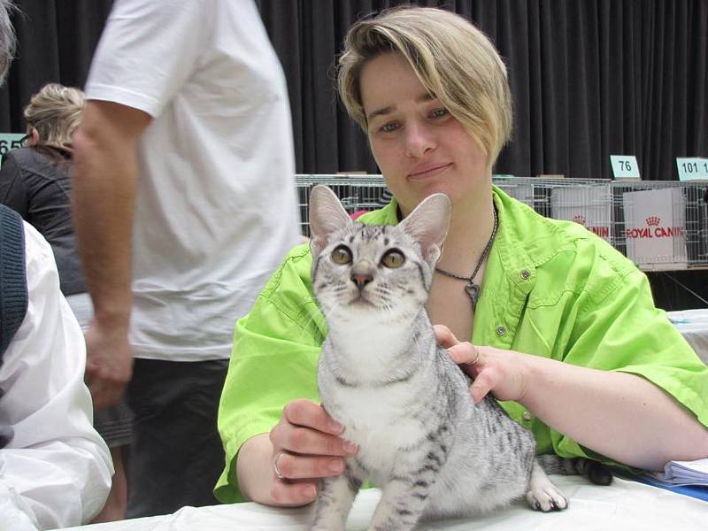 Chovatelka a posuzovatelka britských krátkosrstých koček Lucie Pánková na výstavě.
