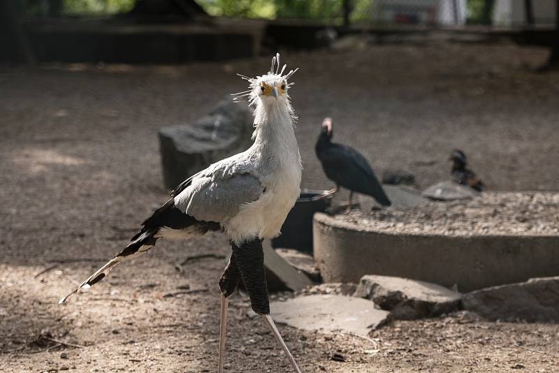 Hezké počasí a bezpočet čerstvě narozených mláďat jsou výzvou k procházce po zoo.