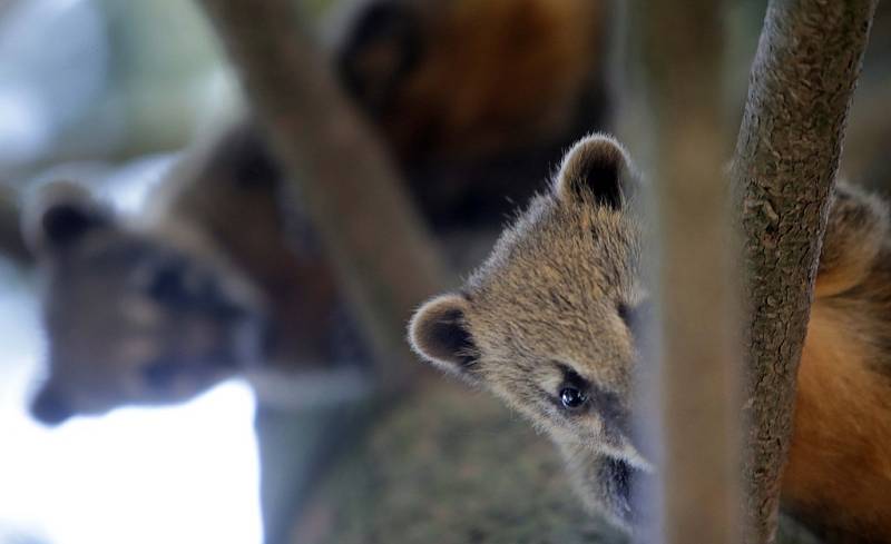 Nosálí mláďata v olomoucké zoo