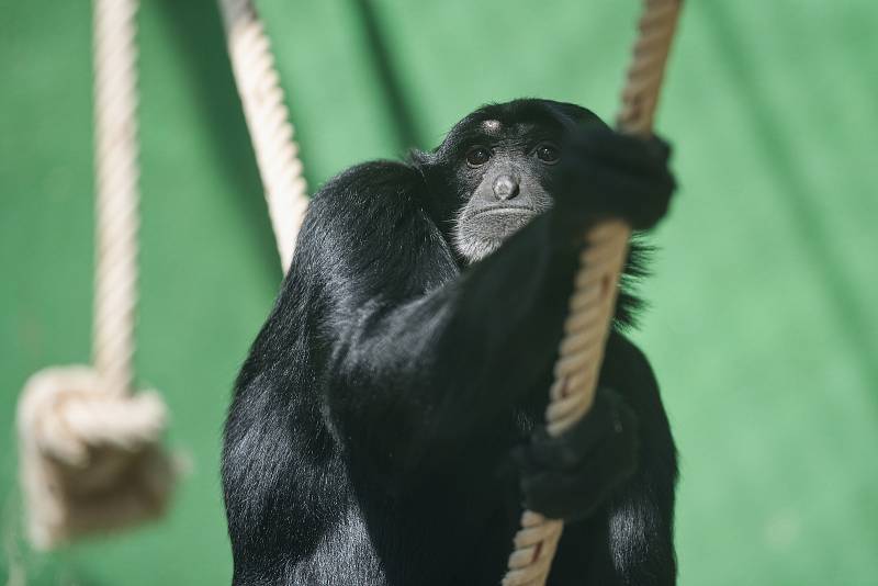 Hezké počasí a bezpočet čerstvě narozených mláďat jsou výzvou k procházce po zoo.