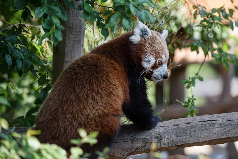 Hezké počasí a bezpočet čerstvě narozených mláďat jsou výzvou k procházce po zoo.