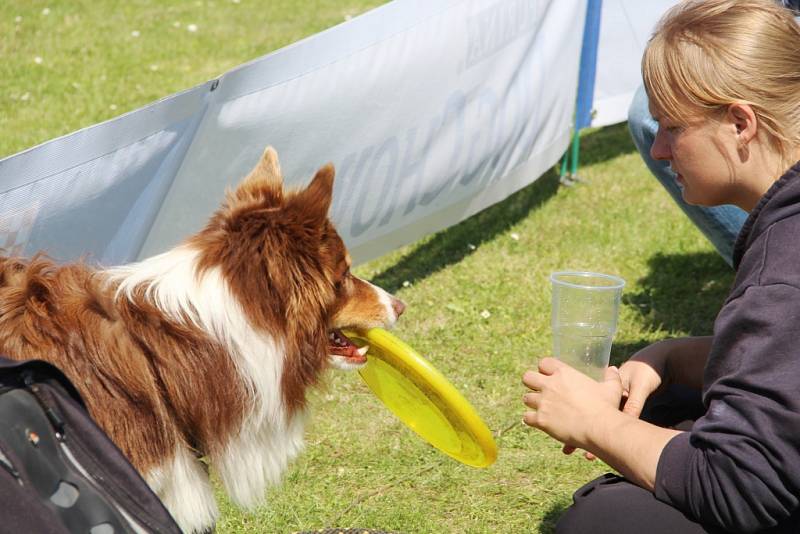 To nejlepší z Dogfrisbee jde o víkendu k vidění v Olomouci