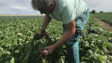 Ladislav Kašpar z Vojnic, místní část Těšetic, pěstuje zeleninu, kterou lidem nabídne k samosběru - za pár korun.