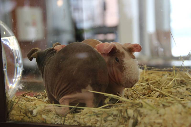 Během sobotního dopoledne okupovali prostory Výstaviště Flora Olomouc nejrůznější živočichové od ještěrek přes morčata až po akvarijní rybičky.