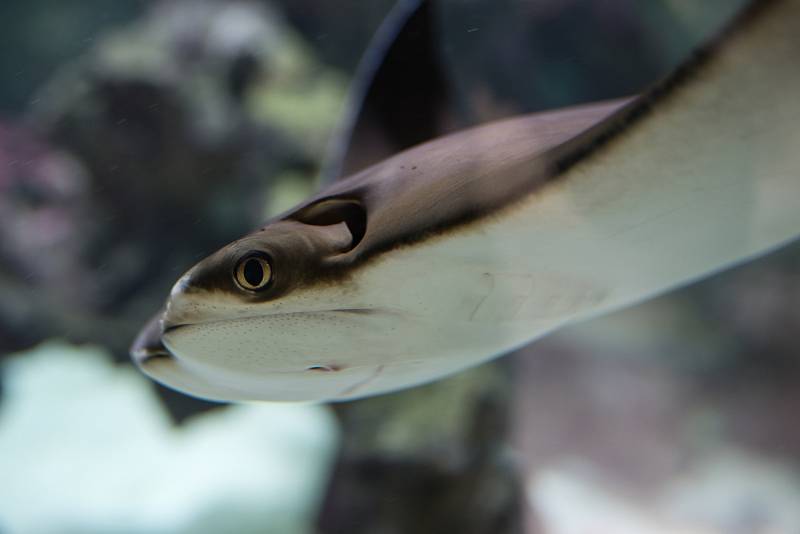 Hezké počasí a bezpočet čerstvě narozených mláďat jsou výzvou k procházce po zoo.