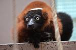 Několik zvířat z pražské zoo kvůli povodni našlo azyl v olomocké zoo na Svatém Kopečku - lemur (vari červený)