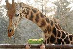 Žirafa Veronika v olomoucké zoo slavila 22. narozeniny