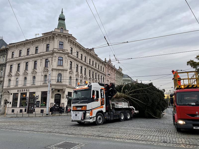 Olomouc už má svoji vánoční jedli. Dorazila z Hluboček. 7. listopadu 2021