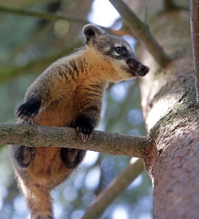 Nosálí mláďata v olomoucké zoo