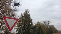 Jmelí bílé je nejen symbolem adventu, posvátná rostlina, ale také poloparazit, který v Olomouckém kraji napadá stále více stromů. Na snímku listnáče na okraji Medlova na Olomoucku.