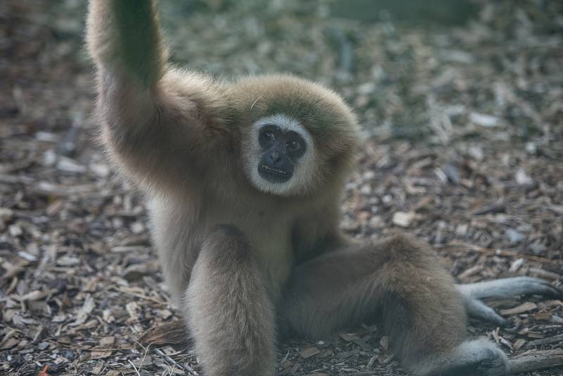 Hezké počasí a bezpočet čerstvě narozených mláďat jsou výzvou k procházce po zoo.