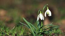 Sněženka podsněžník (Galanthus nivalis), na břehu Mlýnského potoka. Celá rostlina a cibulka zvláště obsahuje mnohé alkaloidy jako např. galanthamin, lycorin či tazetin. Právě zmíněný galanthamin se užívá k léčbě lehčí až střední demence při Alzheimerově c