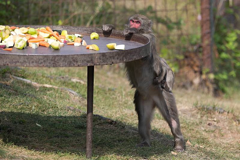 Nová mláďata u makaků v olomoucké zoo