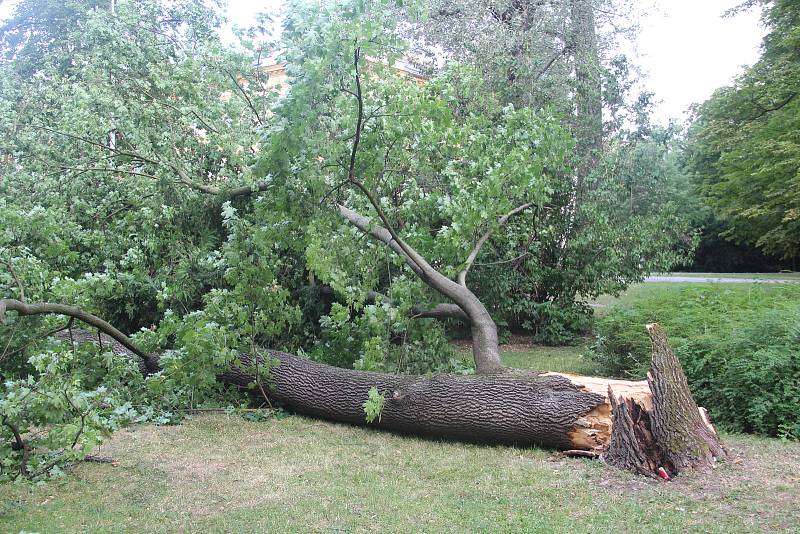 Spadený strom v Čechových sadech v Olomouci