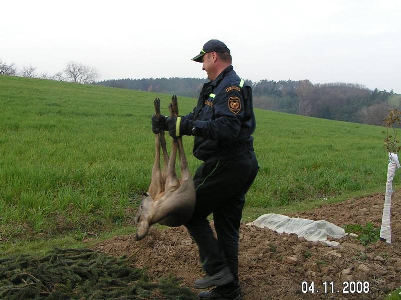 Zachráněného srnce vypustili zpátky do přírody