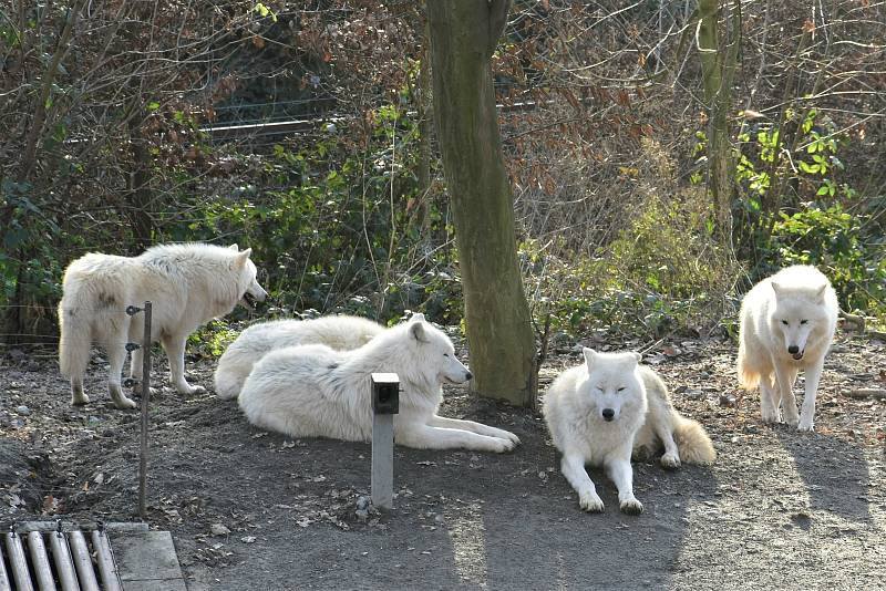 Zoologická zahrada na Svatém Kopečku v Olomouci, 5. 12. 2020