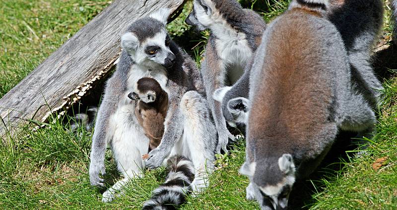 Zoologická zahrada Olomouc v době nouzového stavu