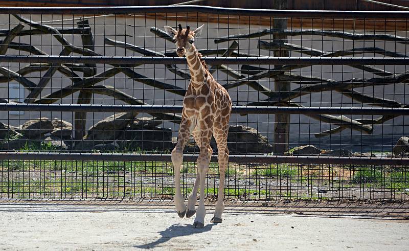 Žirafátko Sarifa narozené 26. dubna 2020 v olomoucké zoo