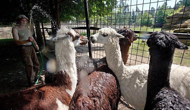 V olomoucké zoo osvěžují chladnou sprchou některá zvířata (zde lama alpaka)