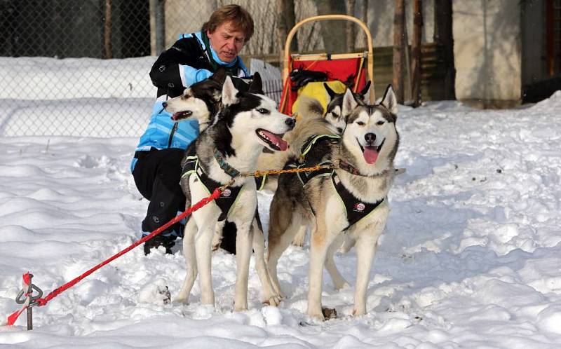 Sibiřští husky a jejich musher Jaroslav Charouz z Komárova