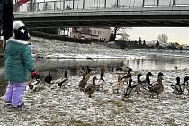 Tradičním místem, kam Olomoučané chodí přikrmovat vodní ptactvo, je pravý břeh řeky Moravy u mostu u kojeňáku, 14. ledna 2024