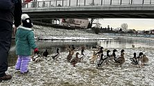Tradičním místem, kam Olomoučané chodí přikrmovat vodní ptactvo, je pravý břeh řeky Moravy u mostu u kojeňáku, 14. ledna 2024