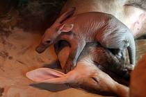 Nově narozené mládě hrabáče kapského v olomoucké zoo
