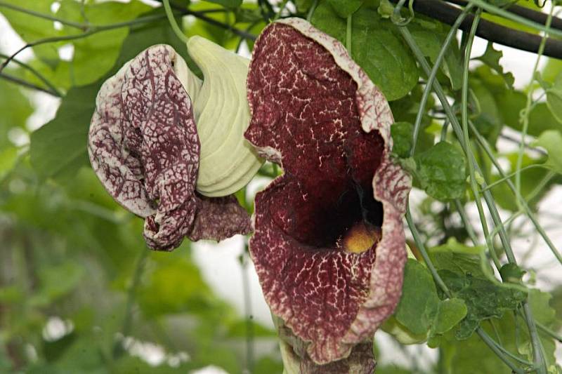 Rozkvetlý palmový skleník: Aristolochia