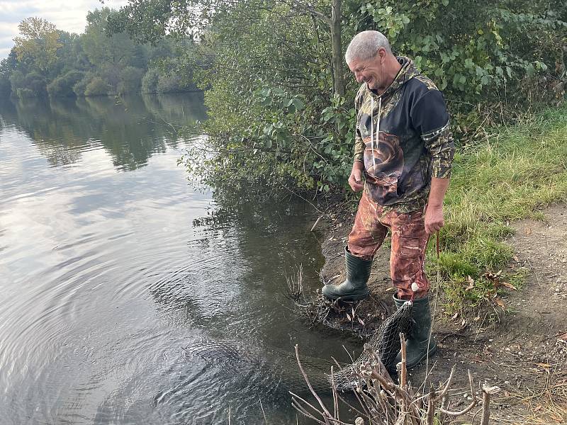 Poděbrady vydaly doposud největšího sumce., 27. září 2021