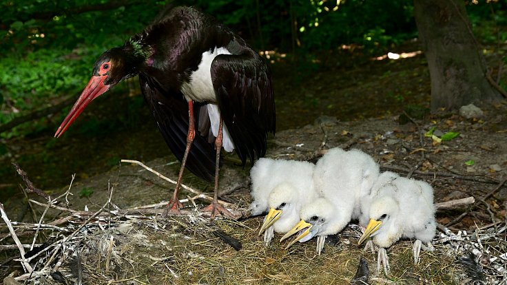 Vzácný přírůstek v průchozí voliéře v Zoo Olomouc. Vylíhla se trojice mláďat čápa černého.