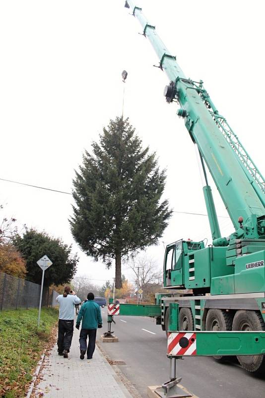 Centrum Olomouce ozdobí vánoční strom z Dolan – řezali jej a vezli do krajského města v neděli 18. listopadu