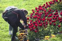 Trojice si natrhala náruč tulipánů urostřed Rudolfovy aleje
