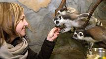 Krmení lemurů v olomoucké zoo