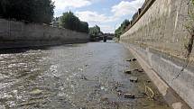 Tradiční letní srážka vody na řece Moravě v Olomouci.