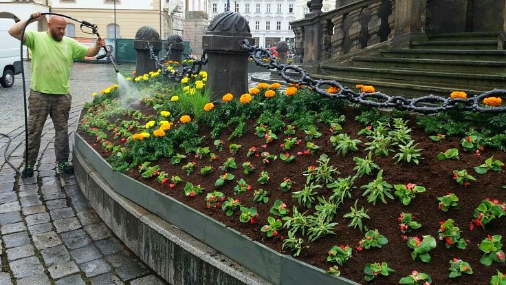 Dokončení květinové výzdoby Sloupu Nejsvětější Trojice v Olomouci. 10. června 2020