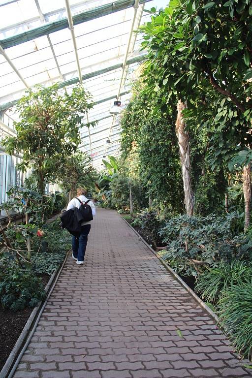 Prohlídka palmového skleníku na Výstavišti Flora Olomouc