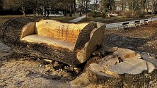 Z torza uhnilého jasanu v Čechových sadech v Olomouci vznikla přírodní "sedačka", 12. ledna 2023