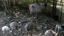 Nandu pampový. Zoo Olomouc upustila od umělých odchovů v líhni. Cílem je ukázat návštěvníkům, jak kuřata vodí a odchovává otec.