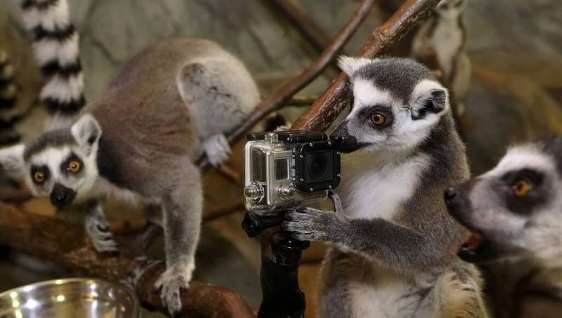 Natáčení lemurů olomoucké zoo