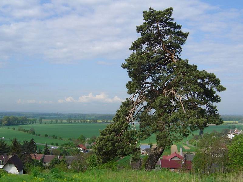 Krčmaňský jehličnan Borek