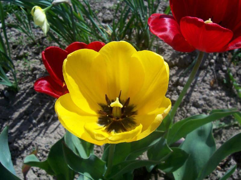 Tulipány v naší zahrádce, Dolany 29. 4. 2012