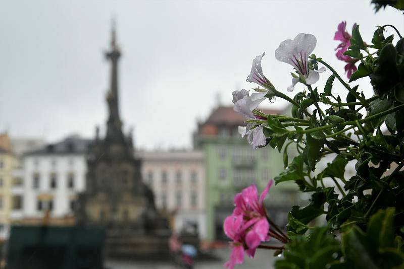 Instalace muškátové výzdoby na Horním náměstí v Olomouci, 5. 6. 2020