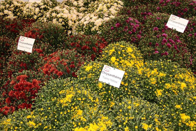 Podzimní Flora Olomouc 2019