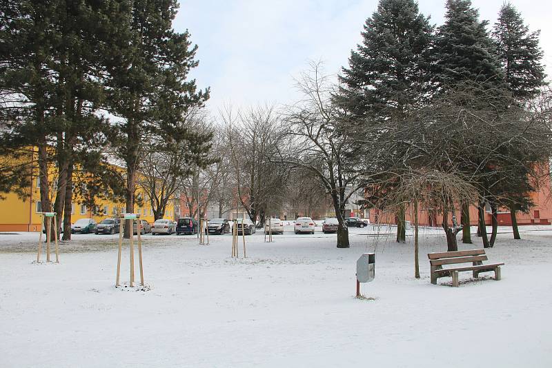 Park v Lutíně s novou výsadbou.