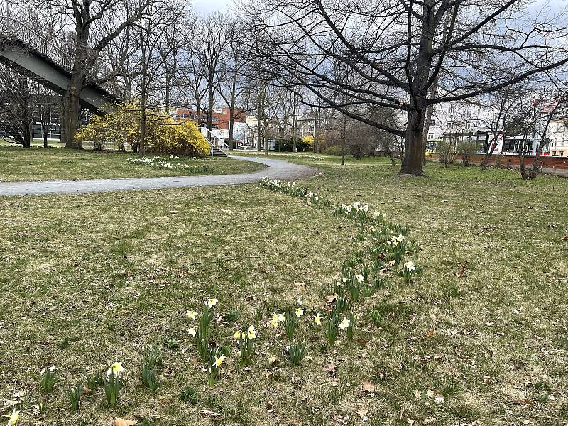 Olomoucké parky krášlí ornamenty kvetoucích cibulovin, 5. dubna 2022